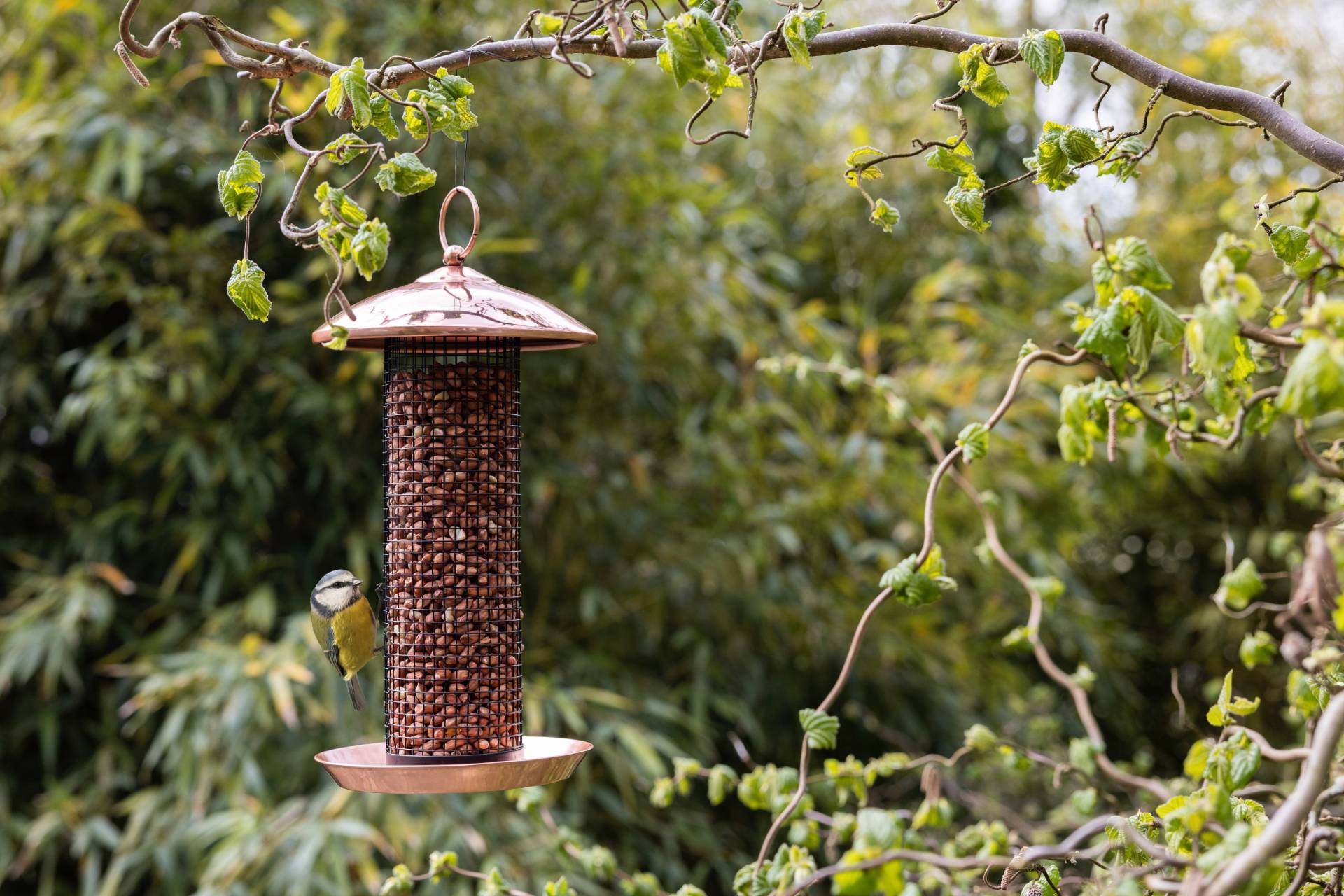 Best for Birds image