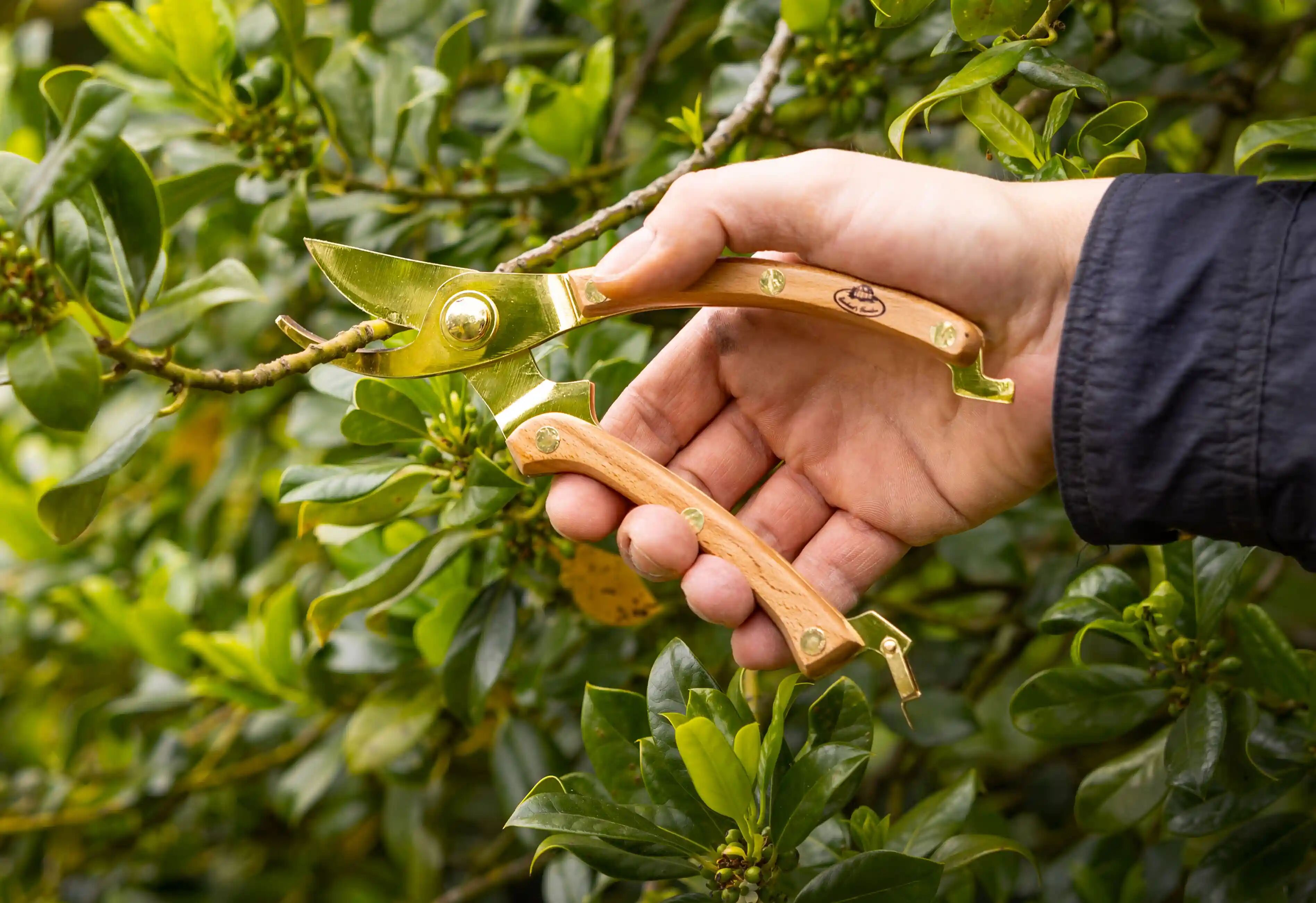 Outils de jardin dorés