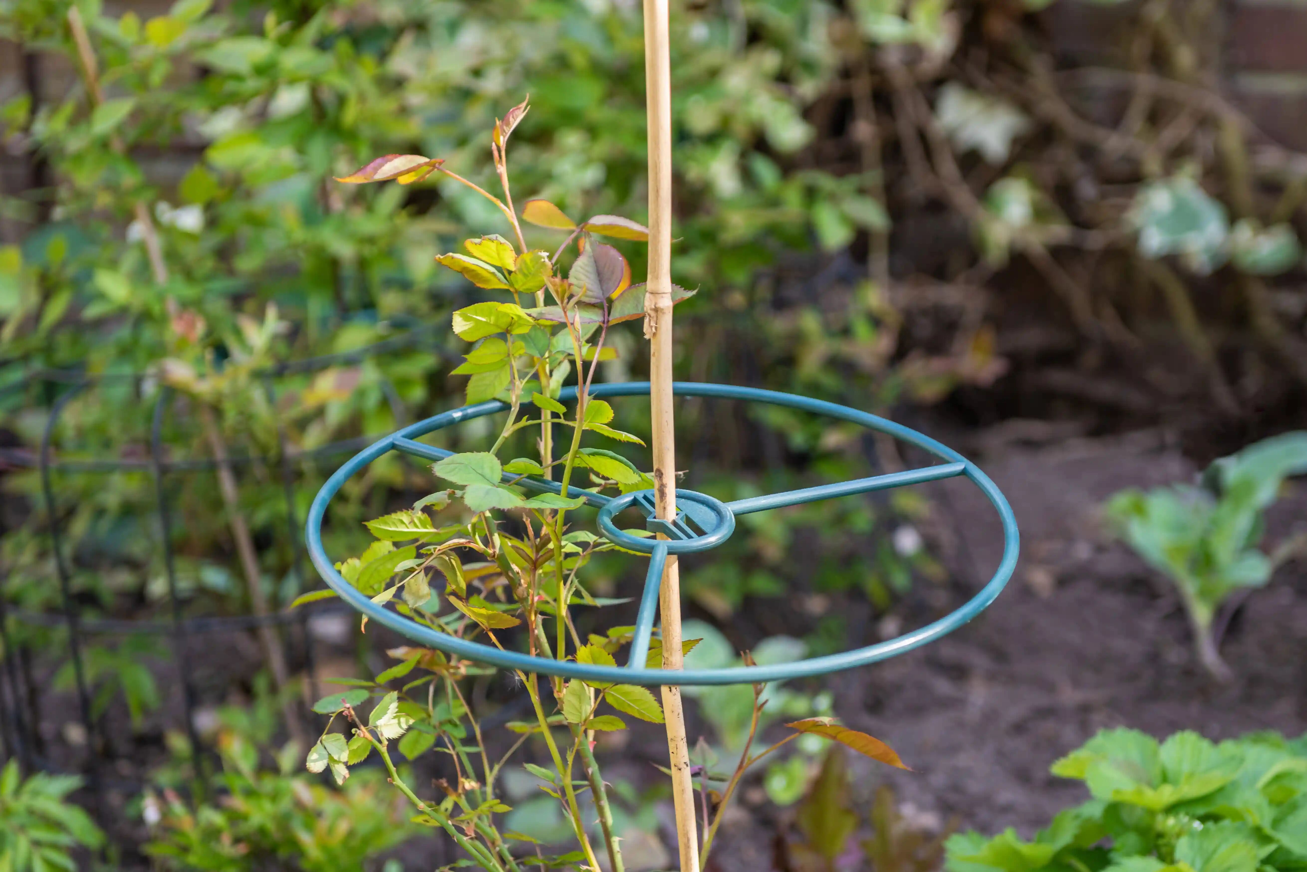 Articles pour plantes grimpantes