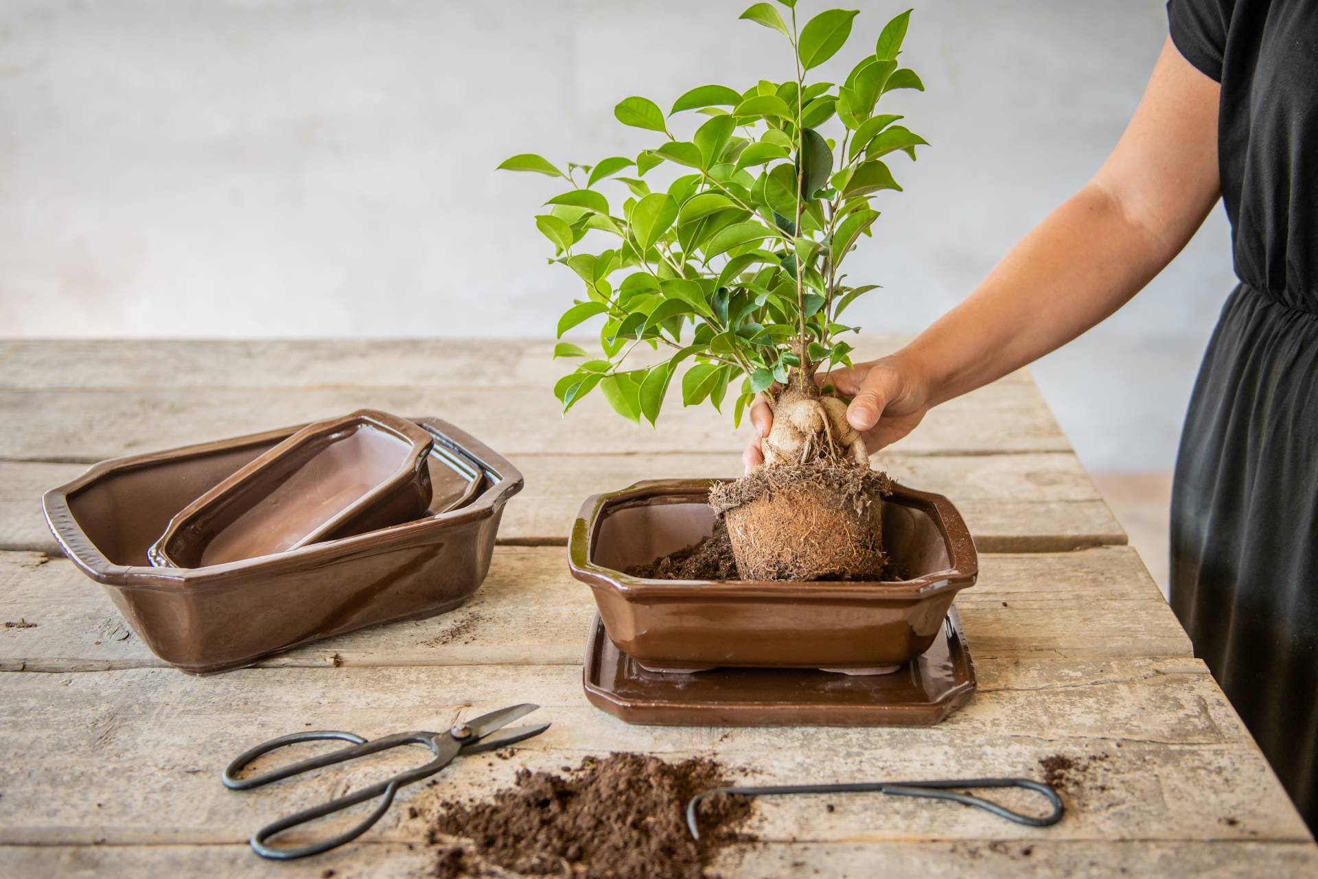 Tout pour les fleurs et les plantes d'intérieur Tout pour les fleurs et les plantes d'intérieur