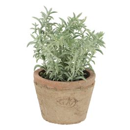 Thym pot AT PM