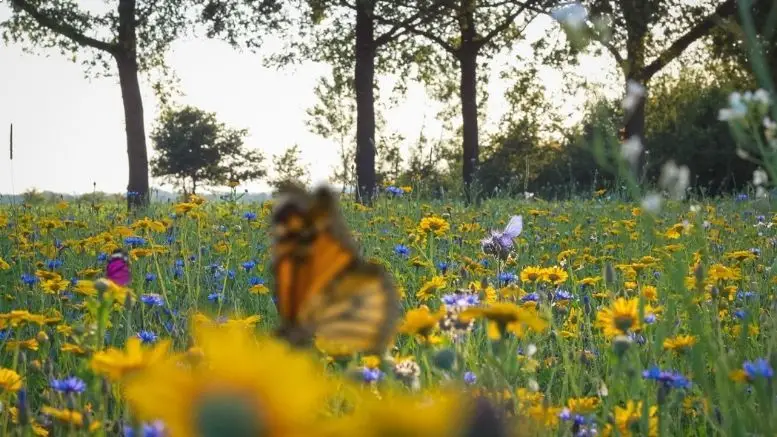 Een vlindertuin in 3 stappen | Hoe draagt u bij aan biodiversiteit?
