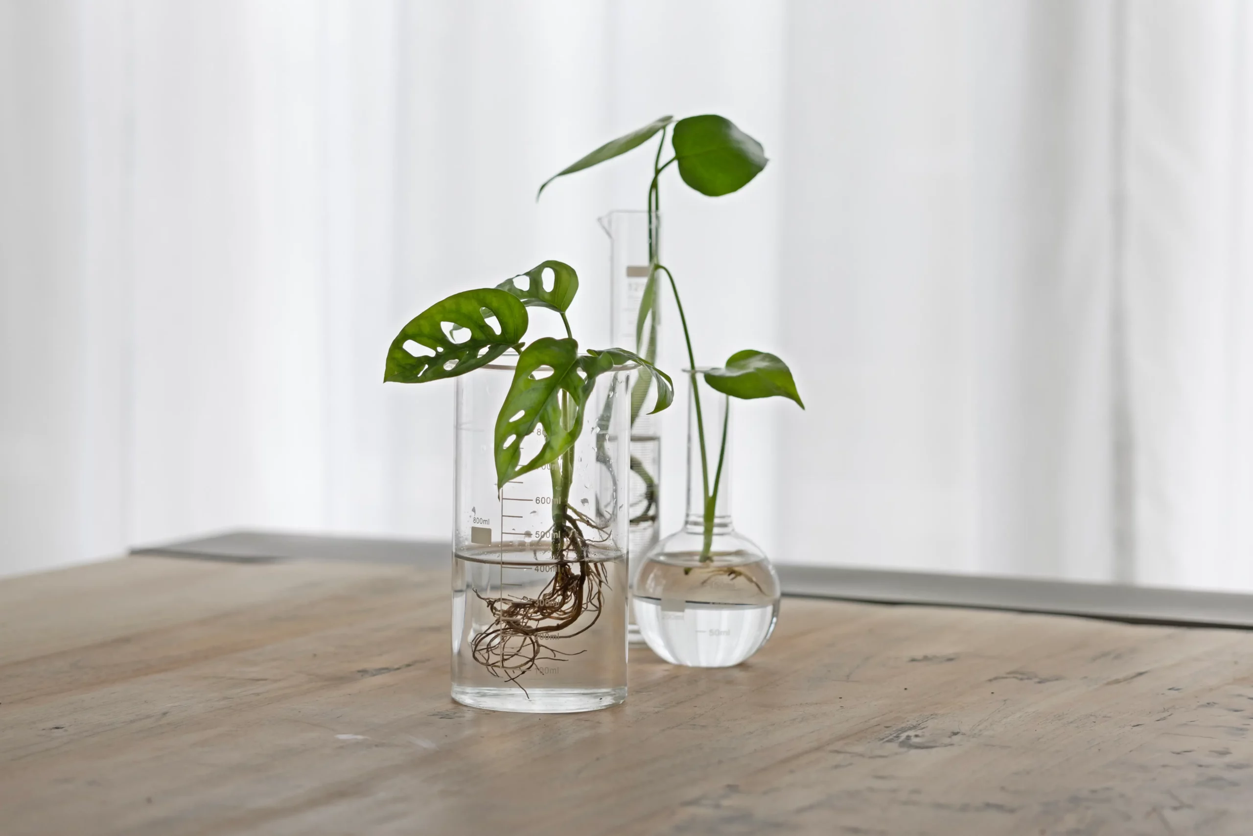 Je eigen planten eenvoudig voorplanten doe je zo