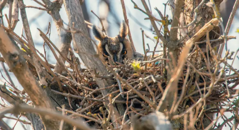 Verbeter de leefomgeving van de uil met deze nestkasten