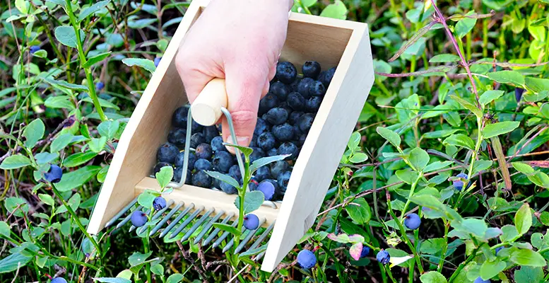 Hiermee wordt fruit plukken (en verzamelen) een peulenschil