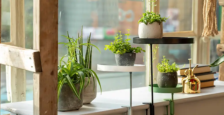 Nieuw: Haal de natuur in huis met onze trendy Window Dressing range!