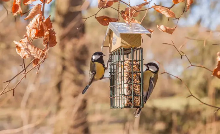 Meer diversiteit in de tuin met wild on wildlife