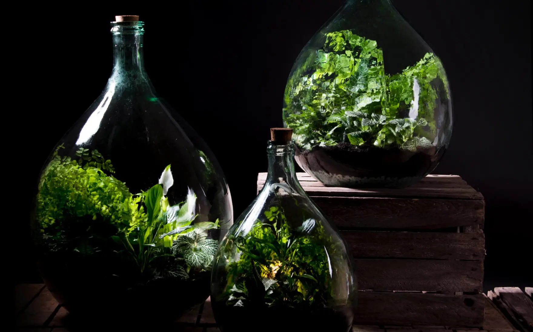 Gesloten plant terrarium