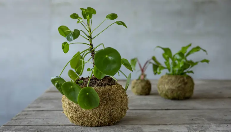Sneak peek | Kokedama