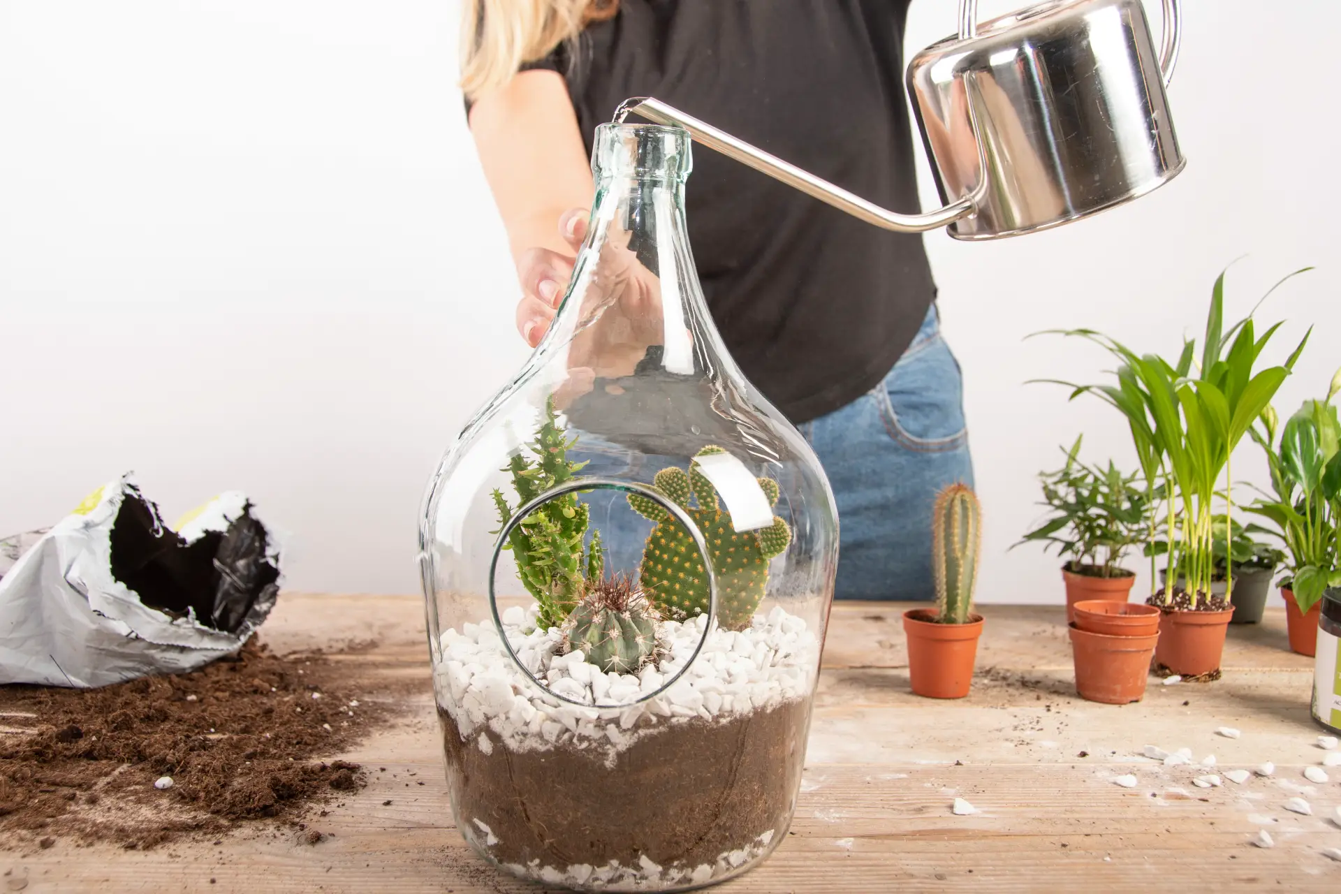 DIY: Open Plantterrarium